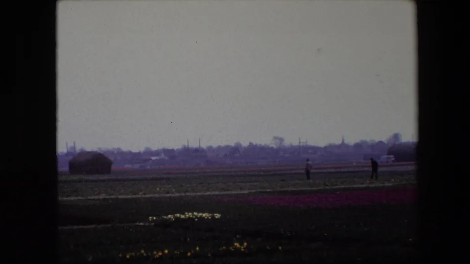 1967 Brussels-area 8mm frame showing two distant figures standing in a broad tulip field, with purple flower rows in front, a rounded dark structure, trees, rooftops, and a church steeple beyond.