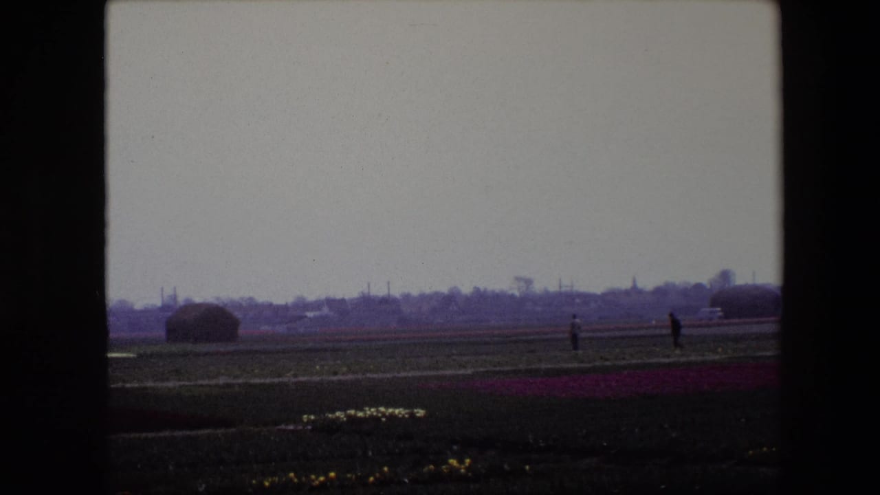 1967 Brussels home-movie frame showing flat flower fields with purple rows, small yellow patches, two distant figures, and a low rural horizon beneath an overcast sky.