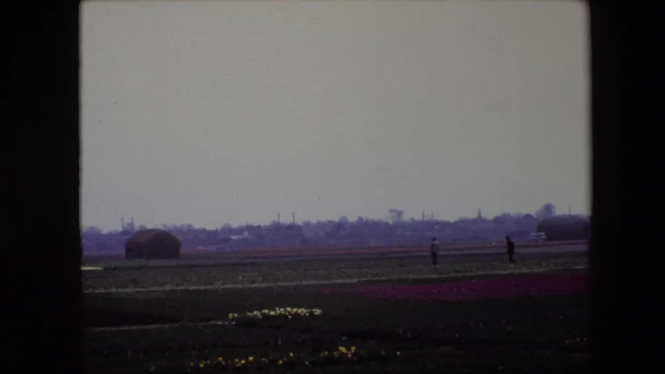 1967 Brussels home-movie frame showing flat flower fields with purple rows, small yellow patches, two distant figures, and a low rural horizon beneath an overcast sky.