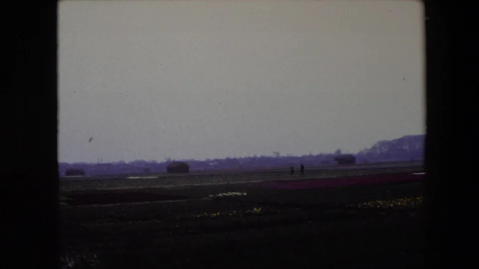 1967 Brussels 8mm frame showing purple flower rows and small yellow blooms across a flat field, with two distant walkers near the horizon and dark film borders.