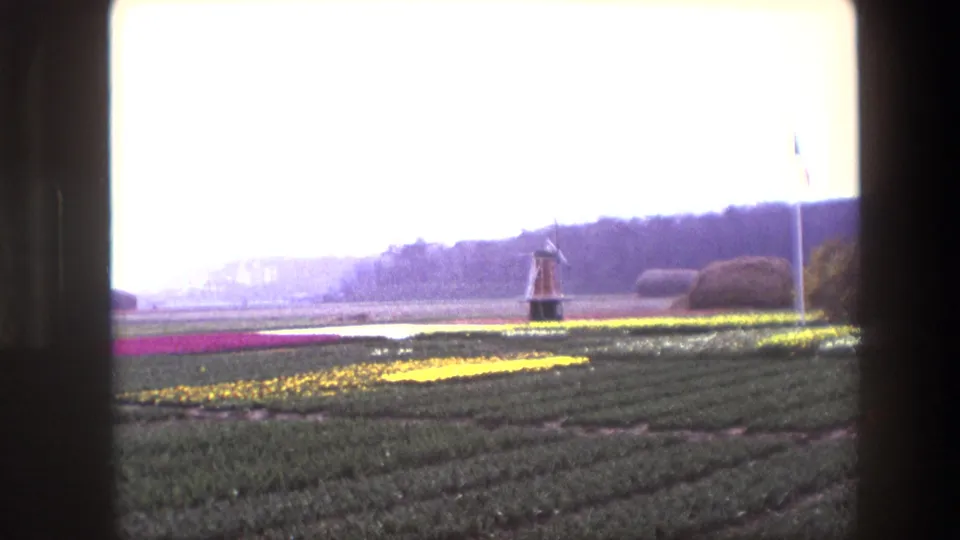 1967 Brussels, Belgium home-movie frame showing colorful tulip rows, a distant Dutch-style windmill, a flagpole, and bright overexposed sky.