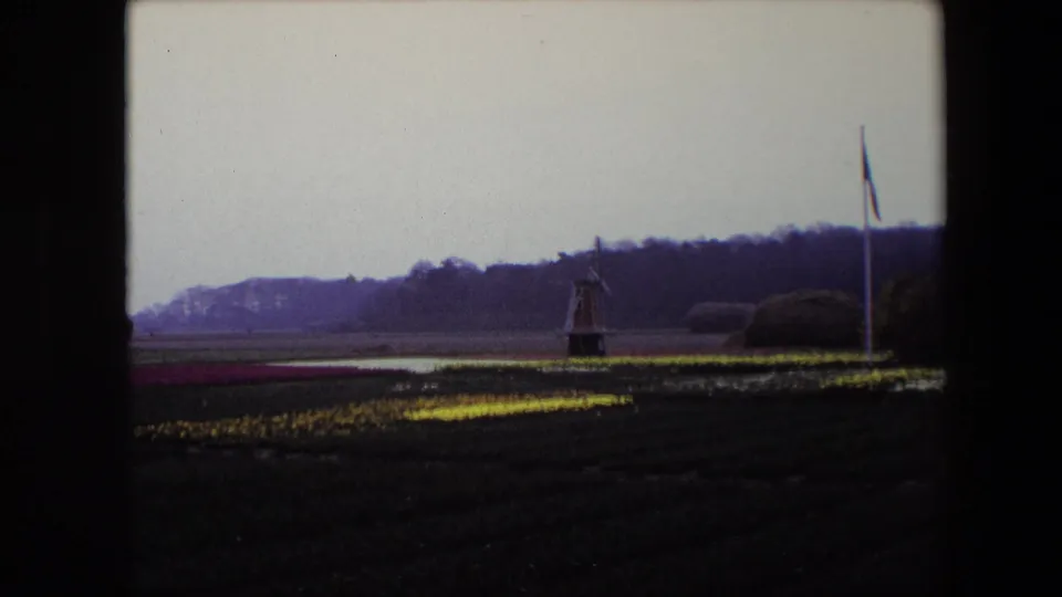 Static 8mm view from the Brussels-area clip with cultivated flower rows in the foreground, a distant windmill near center, and a flagpole at right.