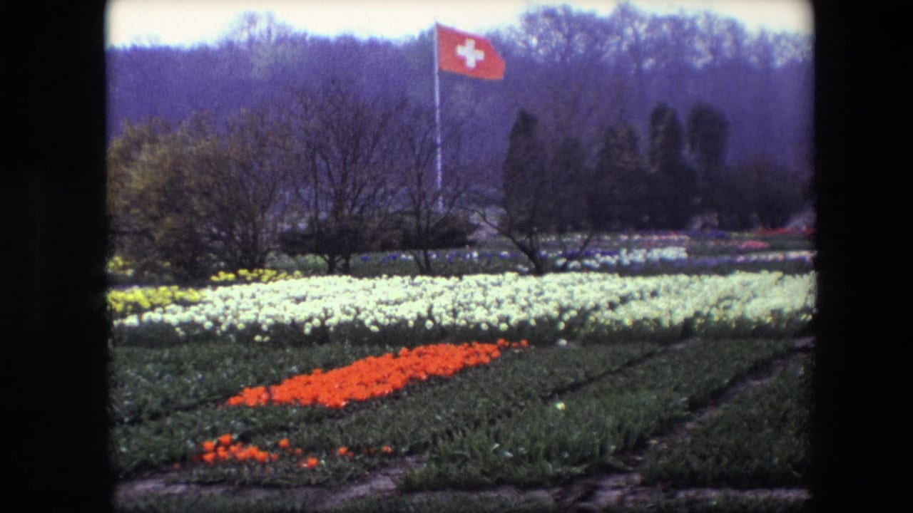 1967 Brussels home-movie frame showing a Swiss flag above formal rows of white and orange tulips with trees and wooded hillside behind.