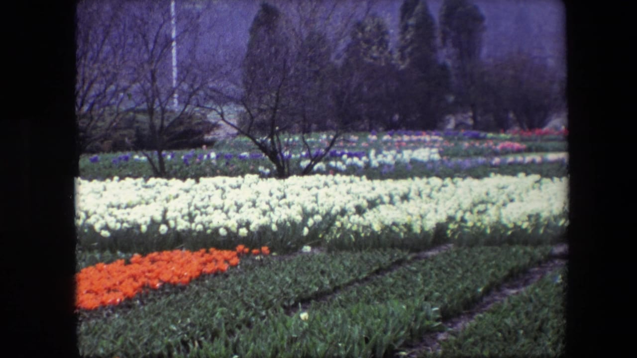 1967 Brussels garden view with white tulip rows, an orange flower bed, bare trees, and a wooded background in soft 8mm color.
