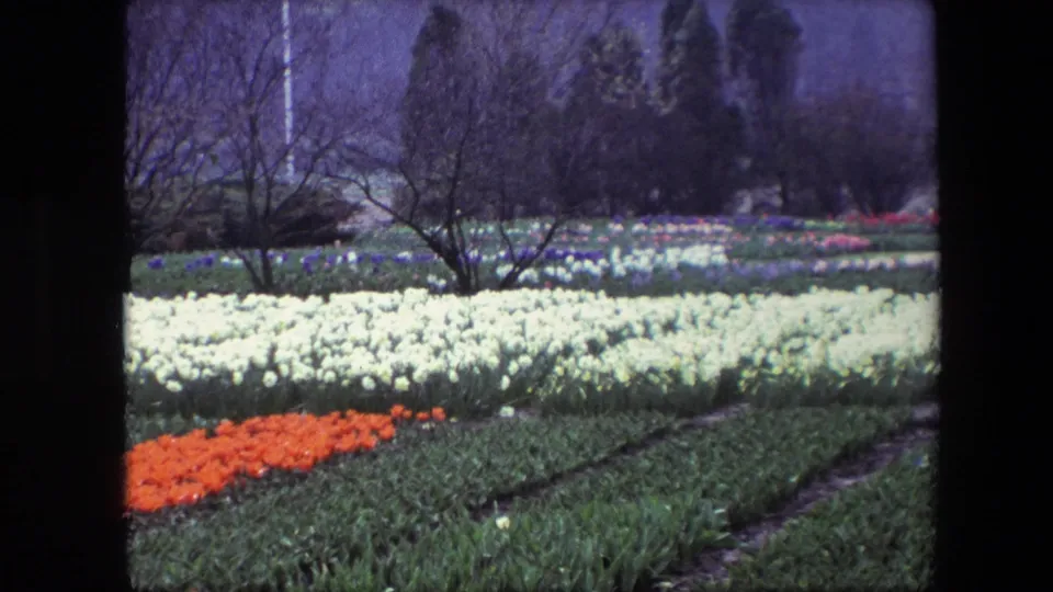 1967 Brussels garden view with white tulip rows, an orange flower bed, bare trees, and a wooded background in soft 8mm color.