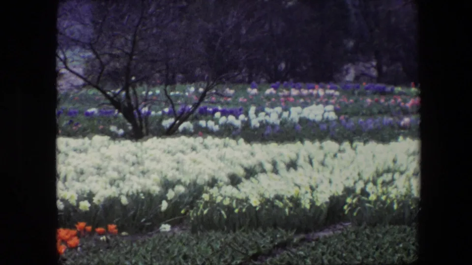 1967 Brussels home-movie frame focused on white tulip beds, bare-branched trees, darker garden paths, and distant bands of colored flowers.