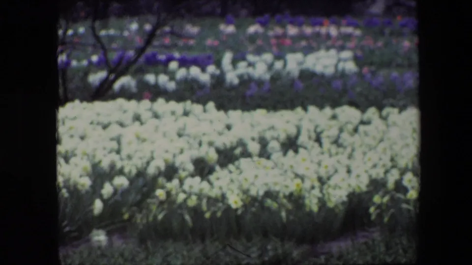 1967 Brussels garden frame with soft-focus white tulip rows in the foreground and purple and pink flower bands behind bare tree branches.