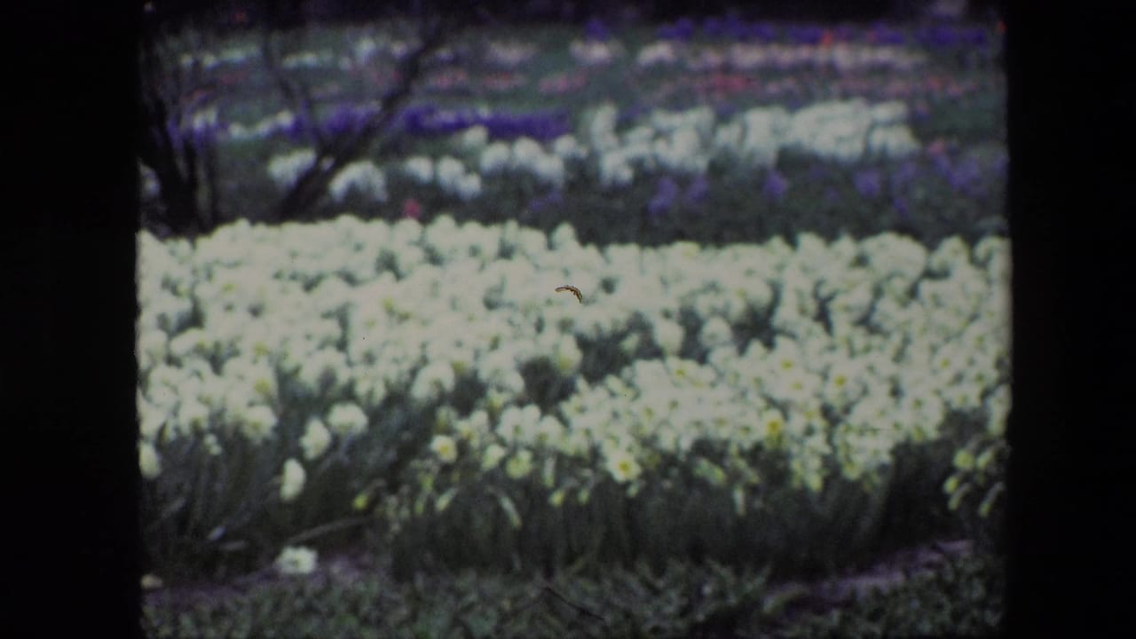Brussels 1967 home-movie frame showing a dense bed of pale daffodil-like flowers, purple blooms in the background, grass below, and a dark tree branch at the left edge.