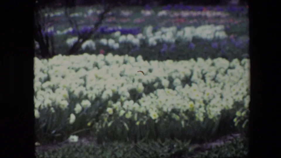 Brussels 1967 home-movie frame showing a dense bed of pale daffodil-like flowers, purple blooms in the background, grass below, and a dark tree branch at the left edge.