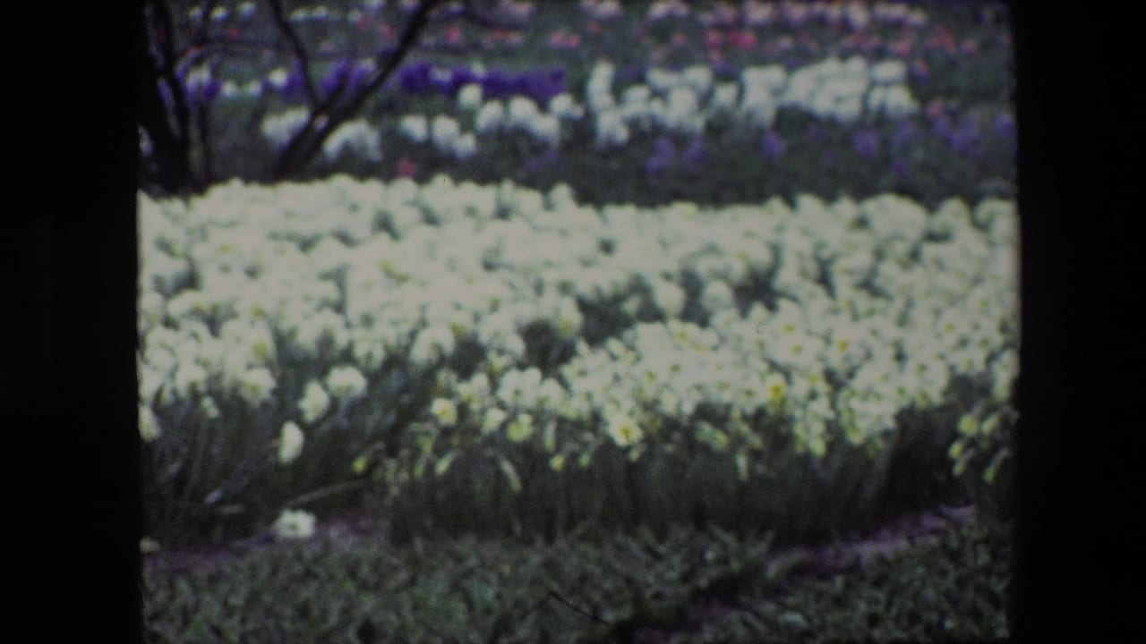 Brussels 1967 8mm frame showing broad rows of pale spring flowers, darker purple flower bands in the background, and a soft home-movie scan border.