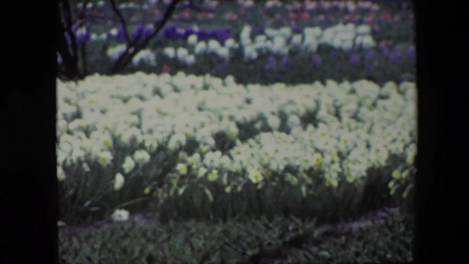 Brussels 1967 8mm frame showing broad rows of pale spring flowers, darker purple flower bands in the background, and a soft home-movie scan border.