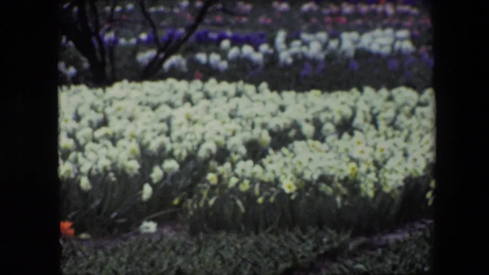 Brussels 1967 home-movie still of a formal garden bed filled with pale daffodil-like blooms, purple flowers farther back, grass at the bottom, and dark branches near the upper left.