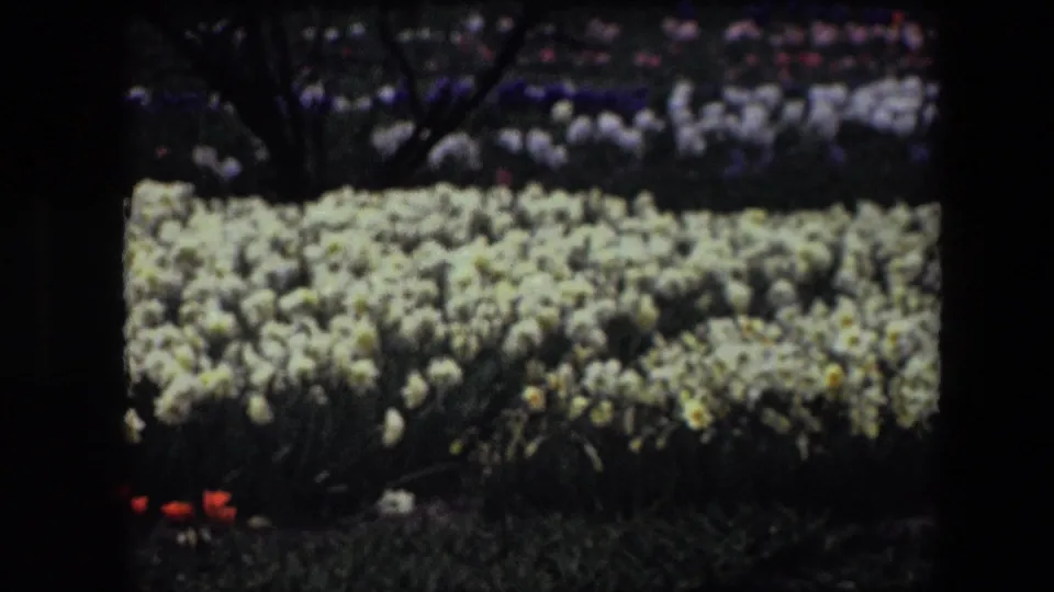 Brussels 1967 8mm frame showing rows of pale flowers, purple and white background beds, dark garden branches, grass below, and a small red flower near the lower edge.