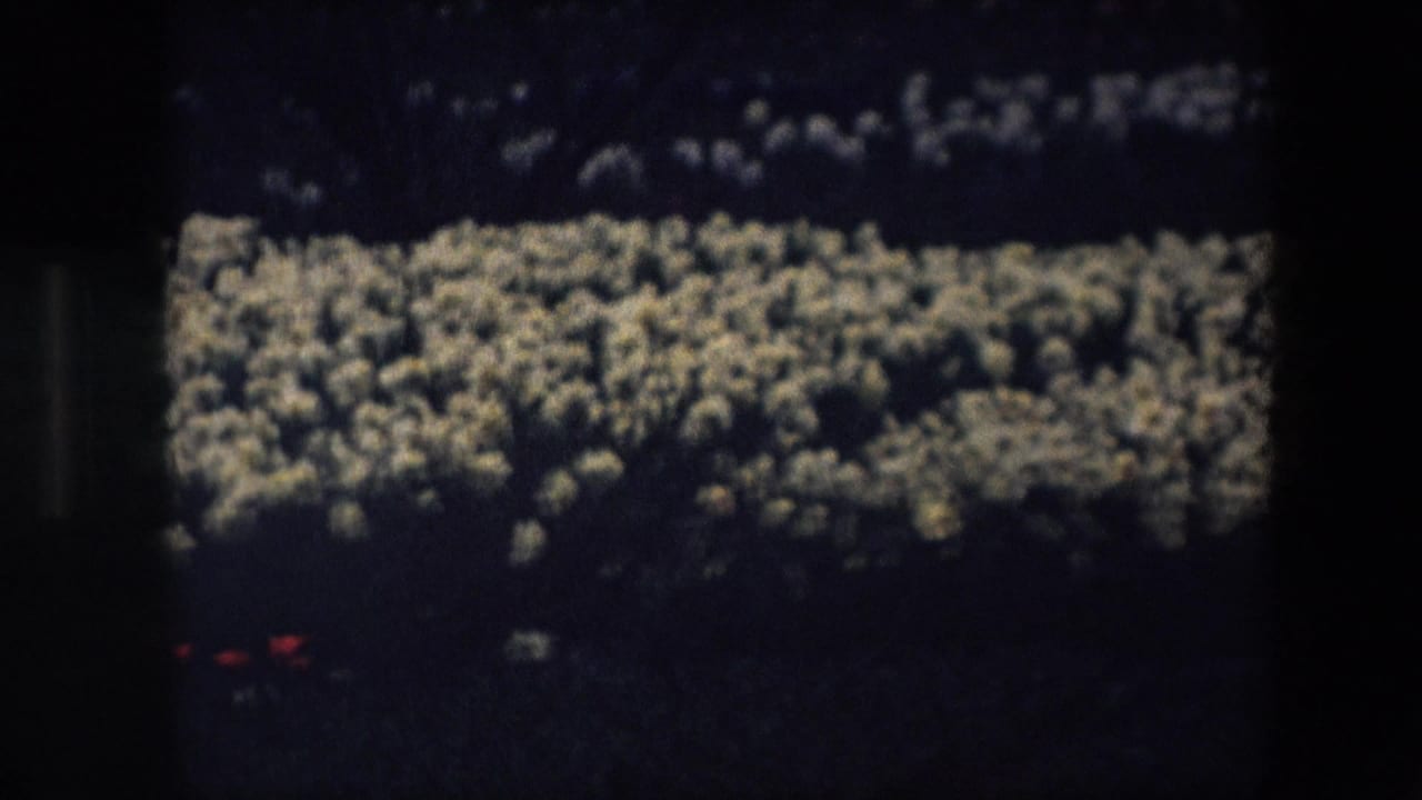 Underexposed 8mm frame from the Brussels 1967 clip showing a dim garden bed with pale clustered flowers and a small red bloom at the lower edge.
