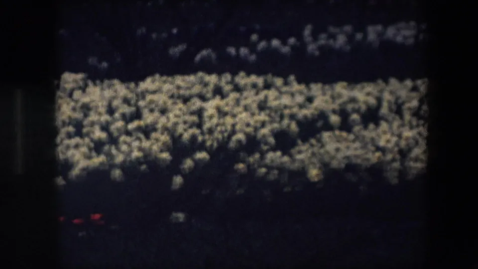 Underexposed 8mm frame from the Brussels 1967 clip showing a dim garden bed with pale clustered flowers and a small red bloom at the lower edge.