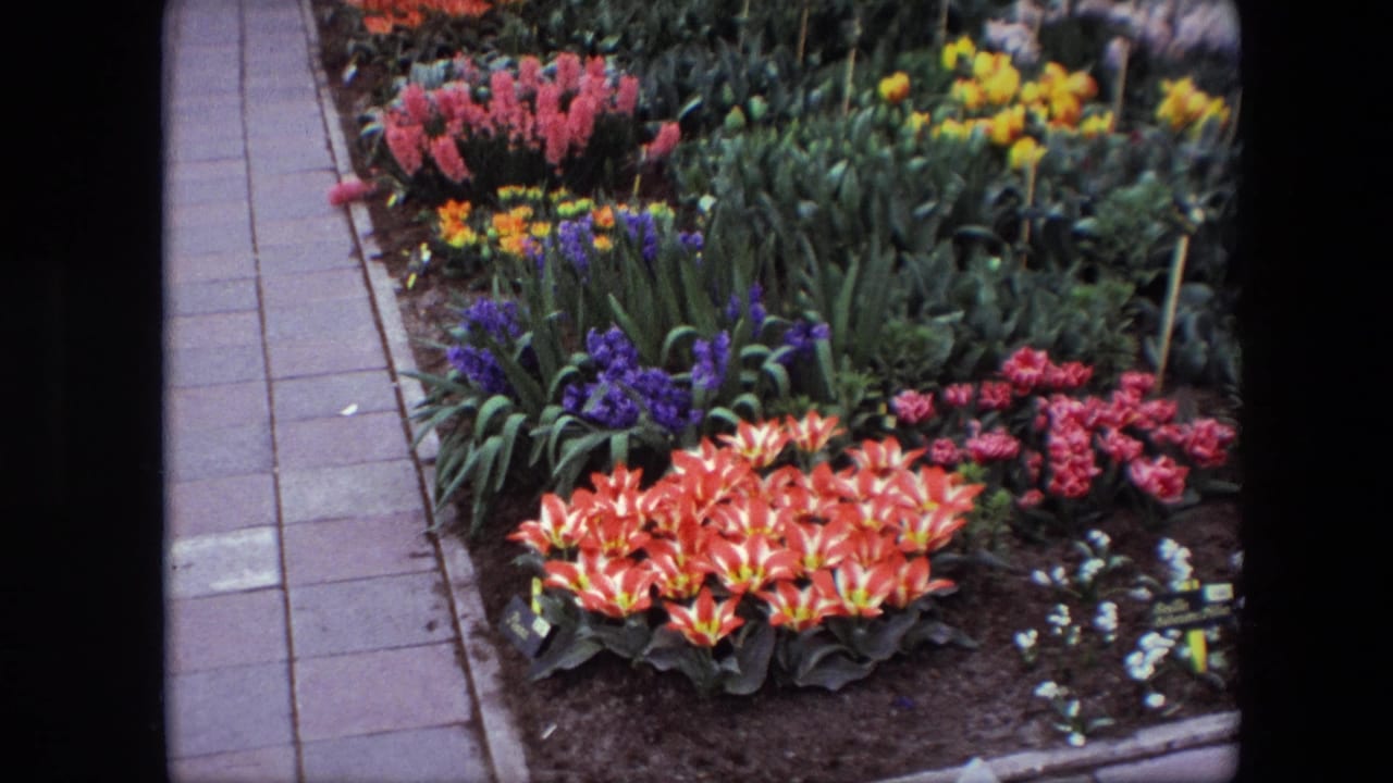 1967 Brussels garden footage showing orange-red tulips, pink and purple hyacinths, yellow flowers, green foliage, and a paved walkway along the left side.