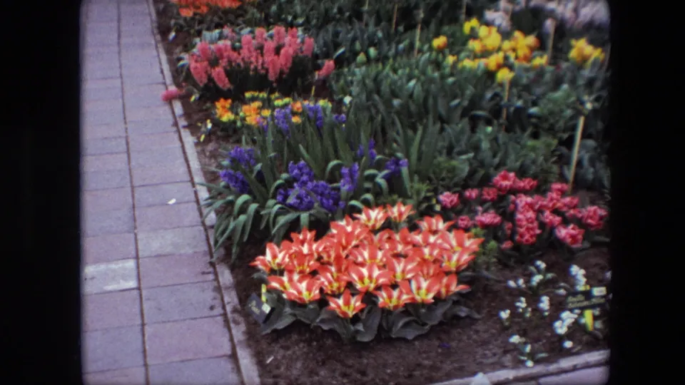 1967 Brussels garden footage showing orange-red tulips, pink and purple hyacinths, yellow flowers, green foliage, and a paved walkway along the left side.