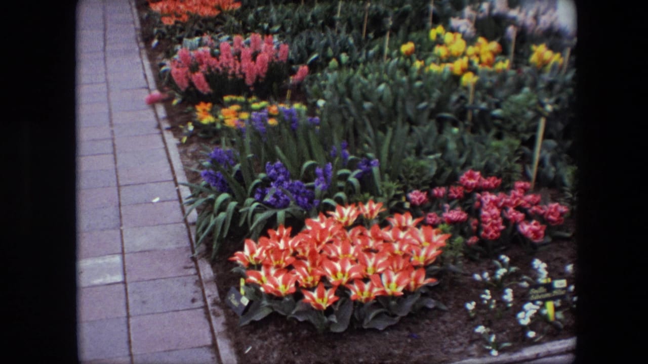 Steady 8mm view from Brussels in 1967 of a planted spring garden bed with tulips, hyacinths, yellow flowers, dark soil, foliage, and a paved path.