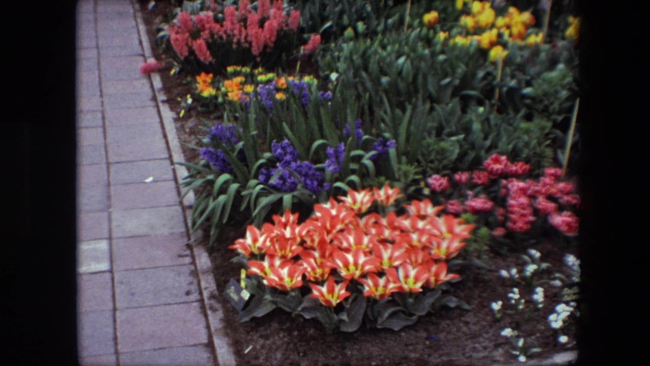 1967 Brussels home-movie frame showing a colorful formal garden bed with orange-red tulips, purple and pink hyacinths, yellow flowers, dense foliage, and a walkway at left.