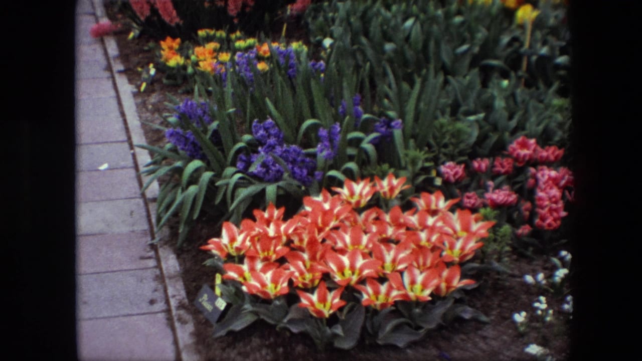 1967 Brussels 8mm frame showing orange-and-white flowers with yellow centers, purple blooms, dark soil, plant labels, and a paved garden path.