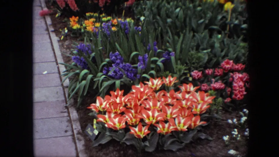 1967 Brussels 8mm frame showing orange-and-white flowers with yellow centers, purple blooms, dark soil, plant labels, and a paved garden path.