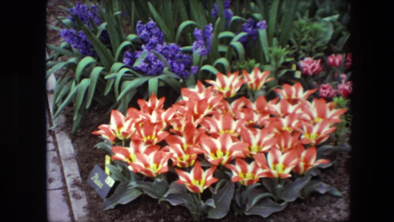 1967 Brussels 8mm frame with a closer view of orange-and-white blossoms, purple hyacinth-like flowers, broad leaves, dark soil, and small garden labels.