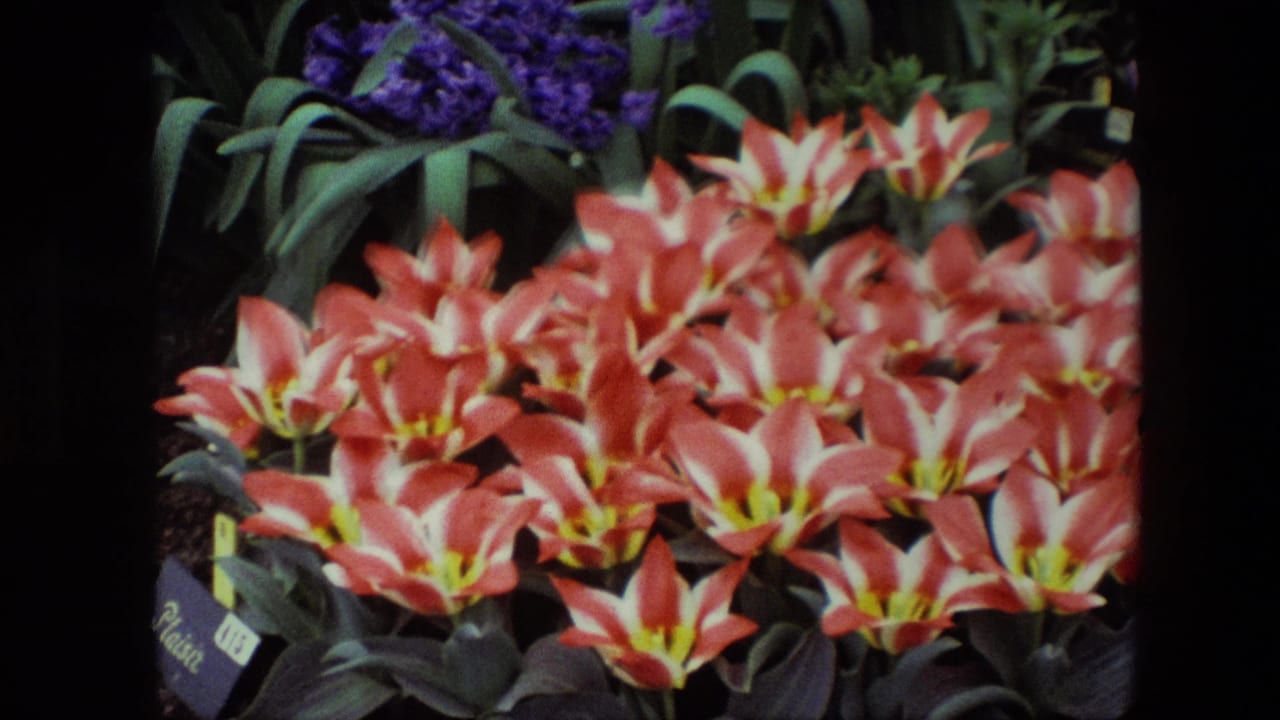 1967 Brussels 8mm frame where orange-and-white flowers fill the foreground, with purple blooms, green foliage, soil, and a partial label visible at the edge.