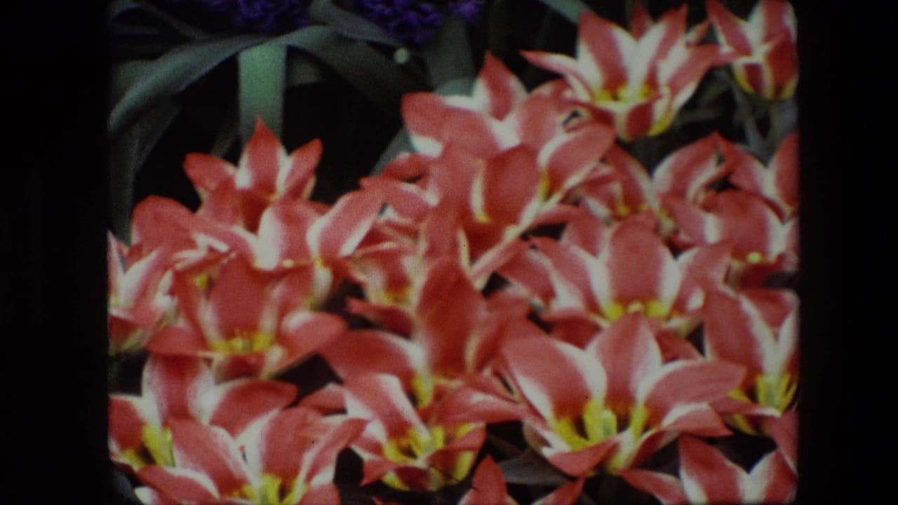 1967 Brussels 8mm close-up of orange-and-white blossoms with yellow centers, soft focus, dense petals, dark soil, and green leaves in the background.