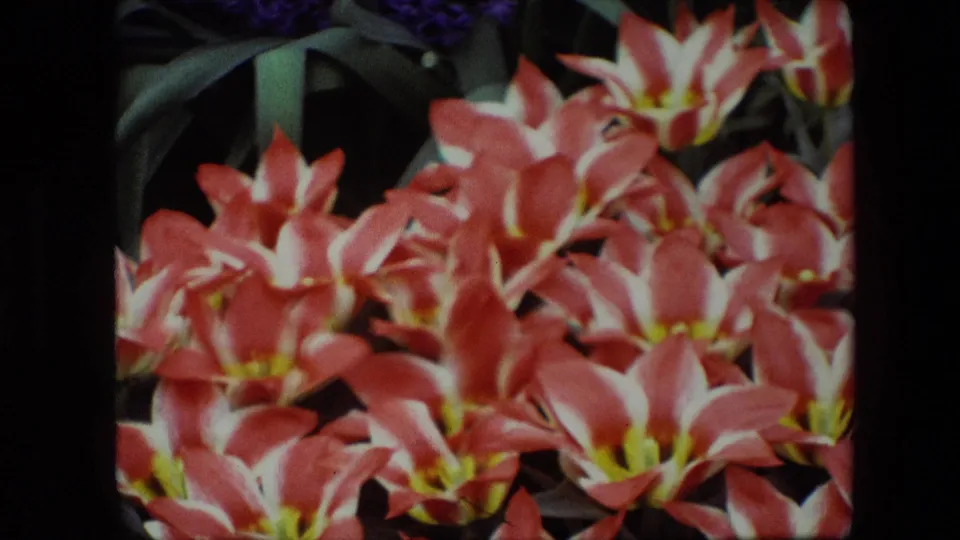 1967 Brussels 8mm close-up of orange-and-white blossoms with yellow centers, soft focus, dense petals, dark soil, and green leaves in the background.