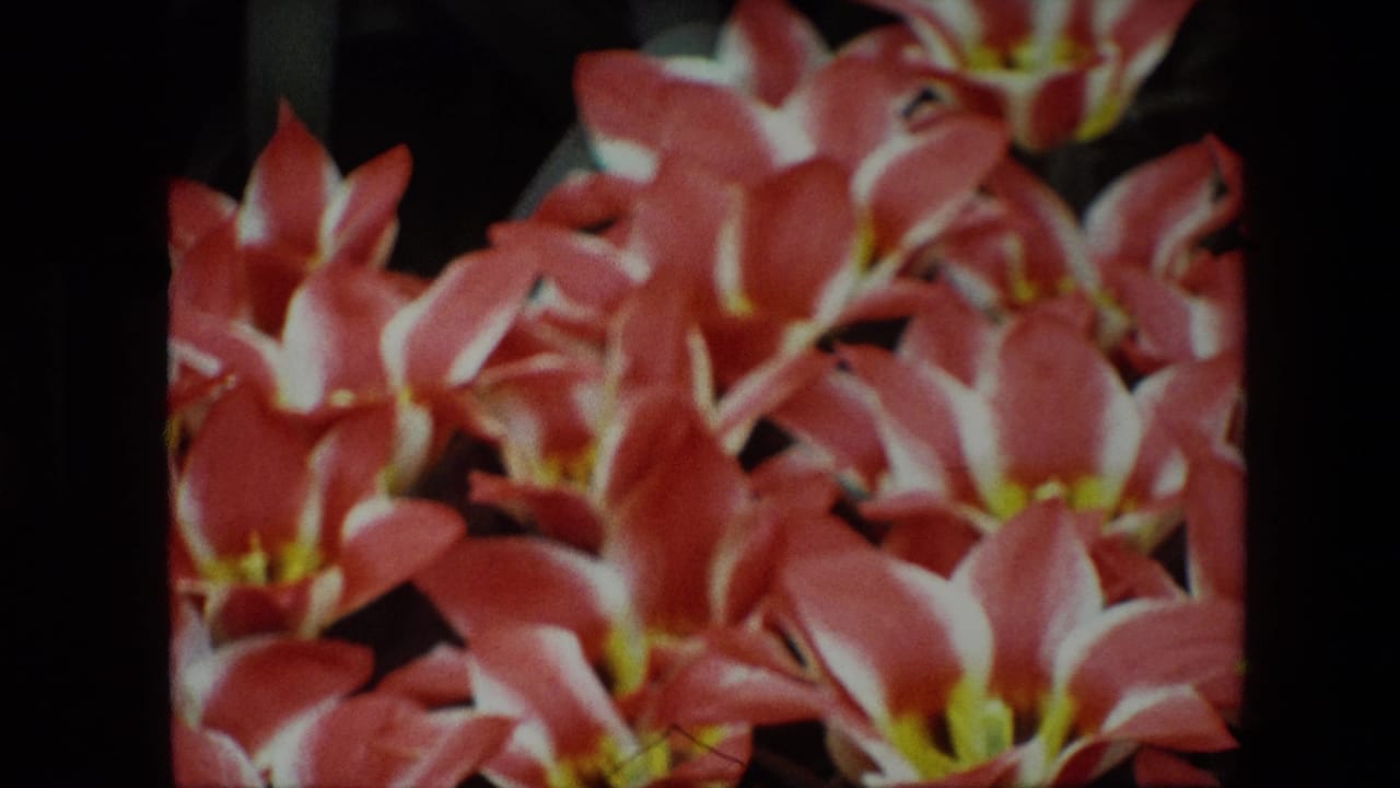 Vermillion flowers with white-edged petals against a dark background.