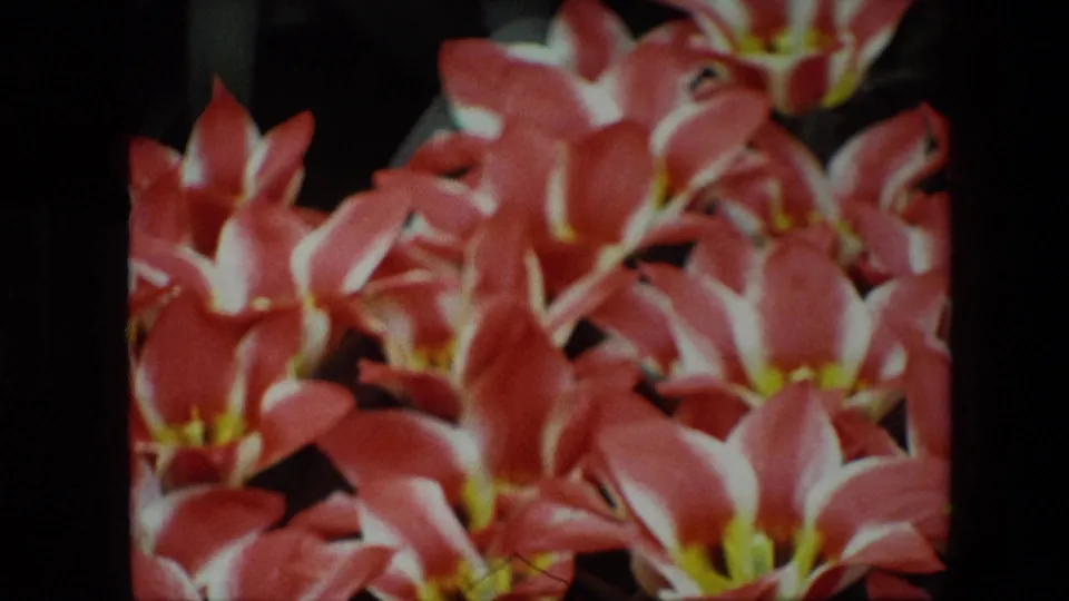 Close-up 1967 Brussels 8mm home-movie frame of clustered vermillion flowers with white-edged petals and yellow centers against a dark, soft background.