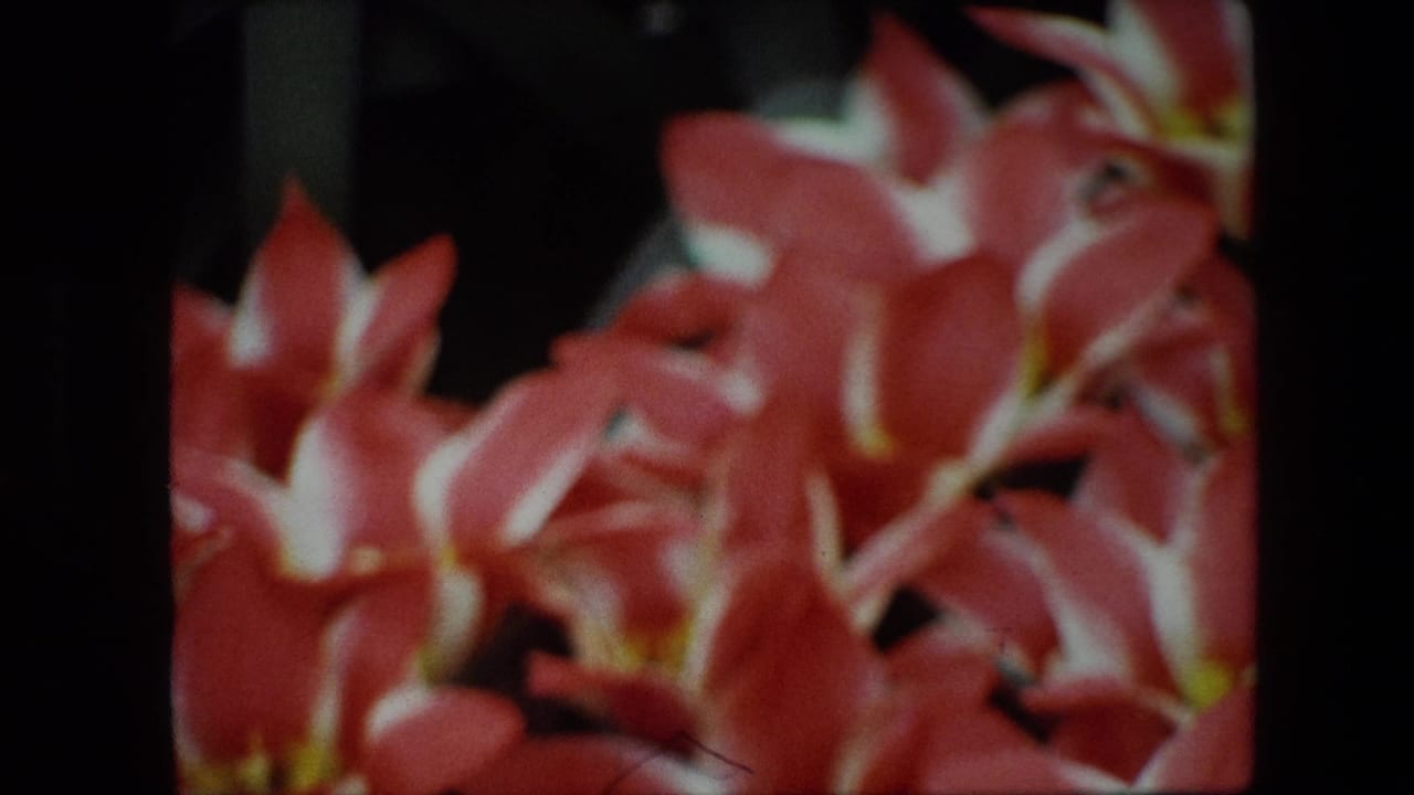 Soft 1967 Brussels 8mm frame showing a dense cluster of red flowers with white petal edges and small yellow centers, framed by dark film borders.