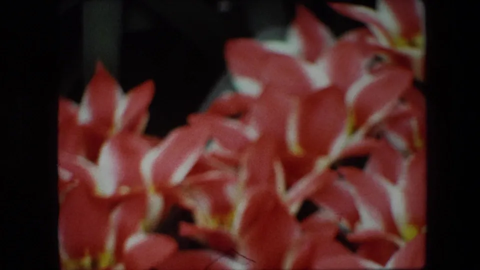Soft 1967 Brussels 8mm frame showing a dense cluster of red flowers with white petal edges and small yellow centers, framed by dark film borders.