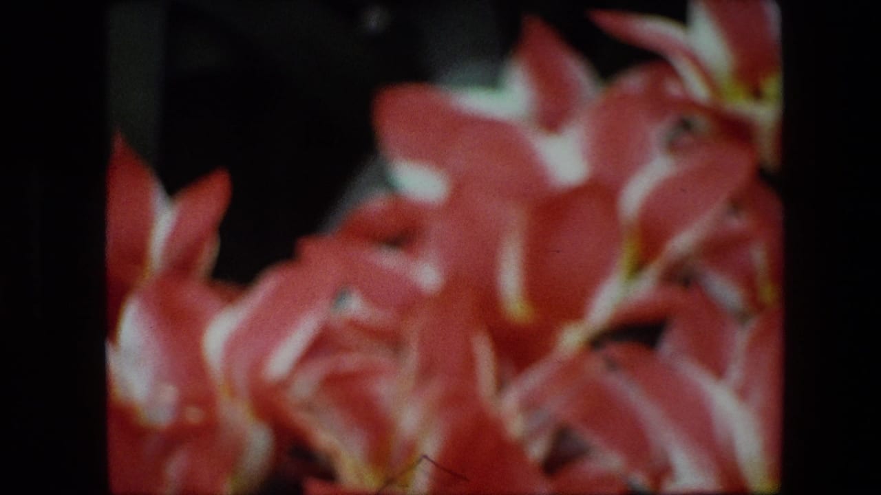 Blurred 1967 Brussels 8mm close-up of vermillion flowers filling the frame, with white petal edges and a dark background visible around the cluster.