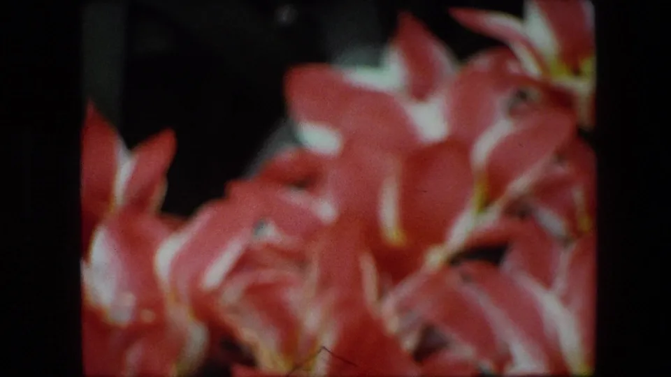 Blurred 1967 Brussels 8mm close-up of vermillion flowers filling the frame, with white petal edges and a dark background visible around the cluster.