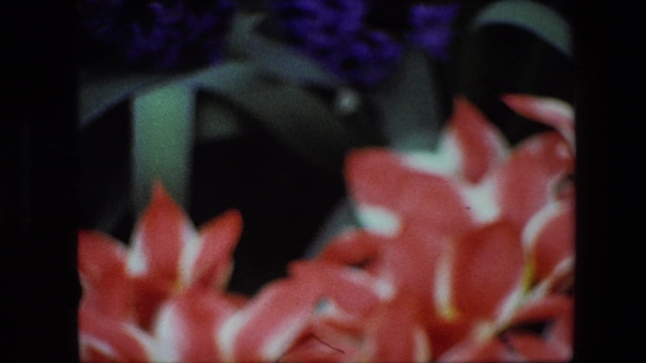 1967 Brussels 8mm home-movie frame with red and white-edged flowers in the lower foreground and faint purple blooms in the soft dark background.