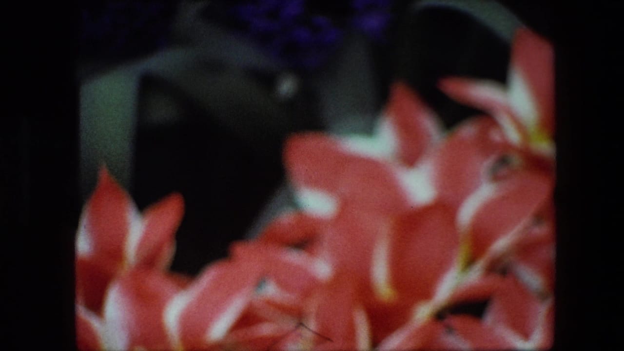 Soft 1967 Brussels 8mm close-up of red and white tropical-looking flowers, with dark background areas and saturated home-movie color.