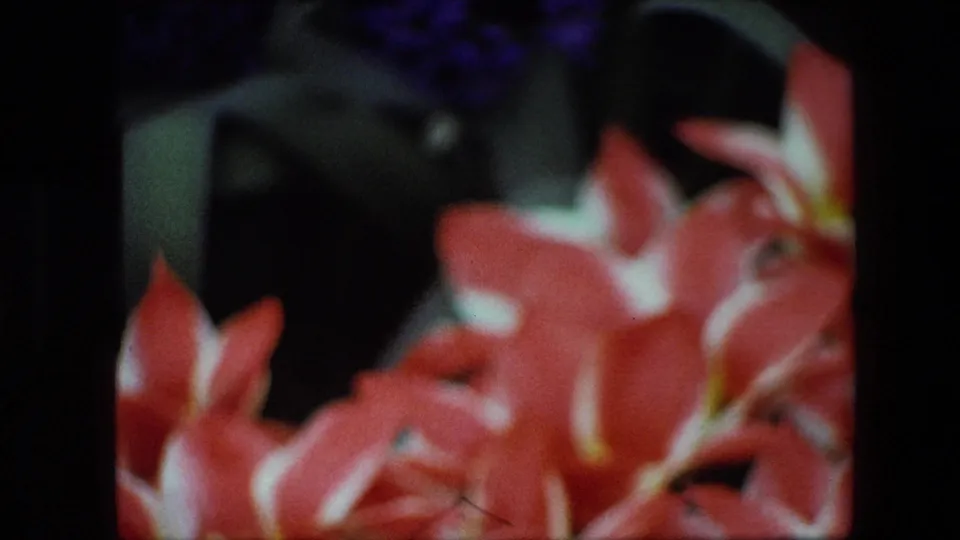 Soft 1967 Brussels 8mm close-up of red and white tropical-looking flowers, with dark background areas and saturated home-movie color.