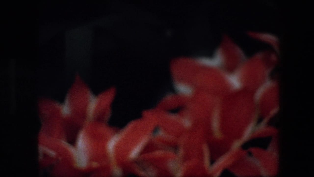Soft-focus 8mm frame from the Brussels flower display, showing red blossoms with pale highlights against a dark surrounding area.