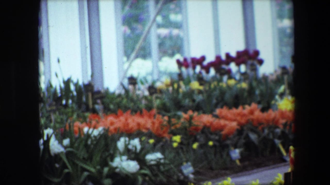 Wider 1967 Brussels view of a greenhouse or garden-store display with rows of orange, yellow, purple, and white flowers beneath bright window light.