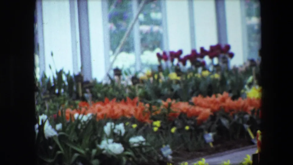 Wider 1967 Brussels view of a greenhouse or garden-store display with rows of orange, yellow, purple, and white flowers beneath bright window light.