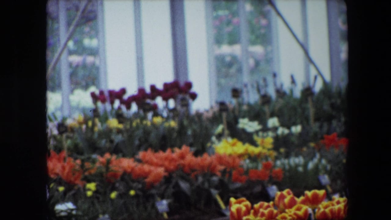 Wide 8mm frame of the Brussels nursery display, with orange and yellow blooms, purple flowers, potted greenery, plant labels, and bright greenhouse-style windows.