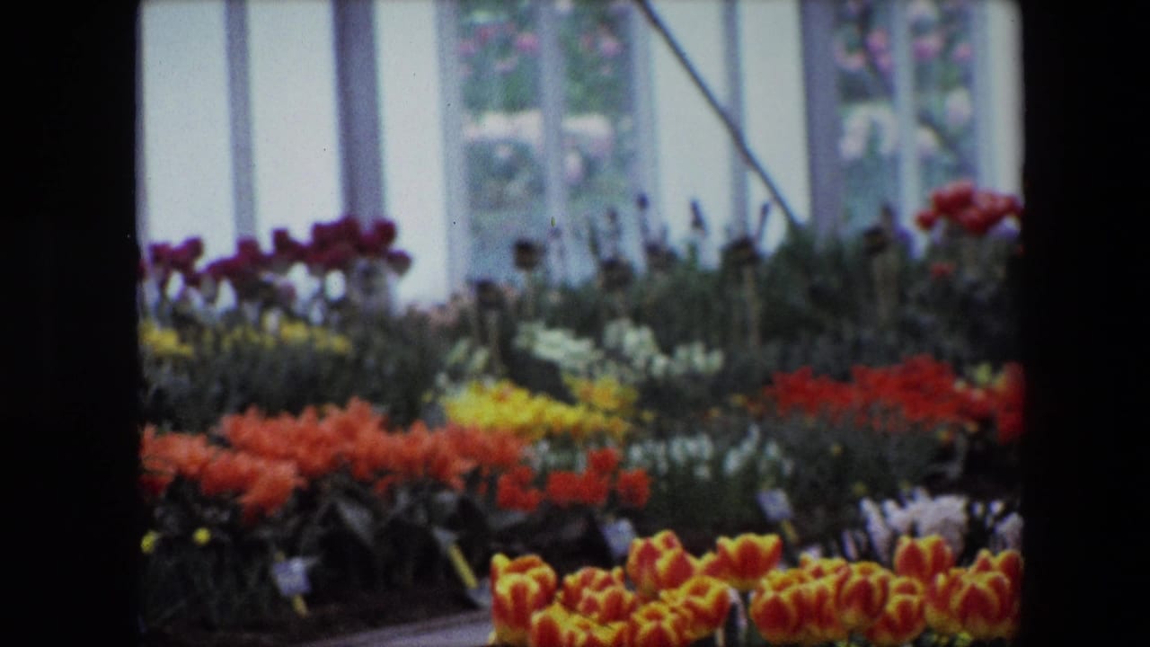 1967 Brussels 8mm frame showing rows of colorful potted flowers, including tulip-like blooms, arranged on benches near tall windows.