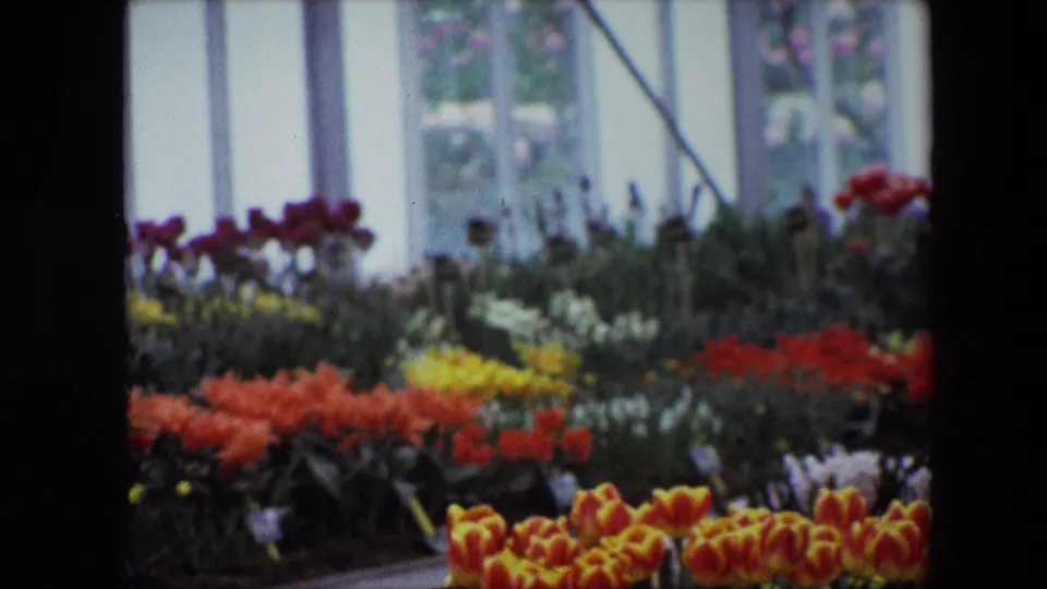 1967 Brussels 8mm frame showing rows of colorful potted flowers, including tulip-like blooms, arranged on benches near tall windows.