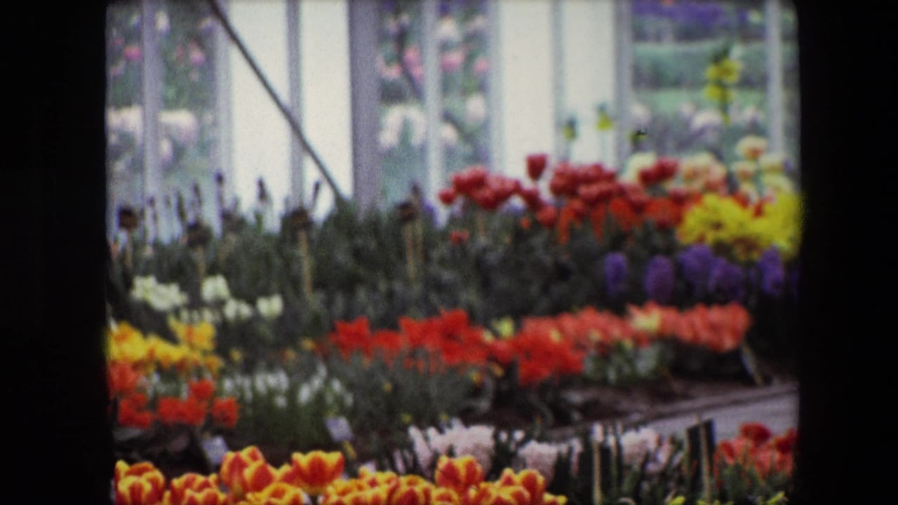 Flower benches with red, yellow, orange, white, and purple blooms near glass windows.