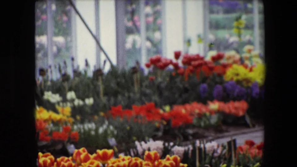 1967 Brussels home-movie frame of a flower-shop or greenhouse display with layered rows of bright blooms under window light.