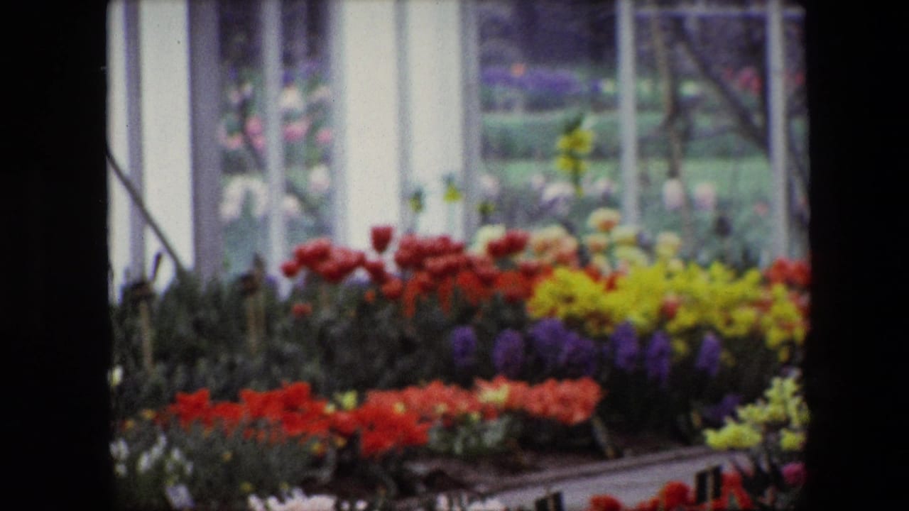 1967 Brussels 8mm frame with a soft handheld view across densely arranged potted flowers and pale window frames.