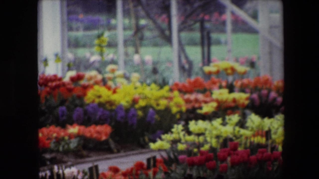 1967 Brussels frame showing a bright flower-shop or greenhouse arrangement with multi-colored blooms filling the foreground and windowed background.