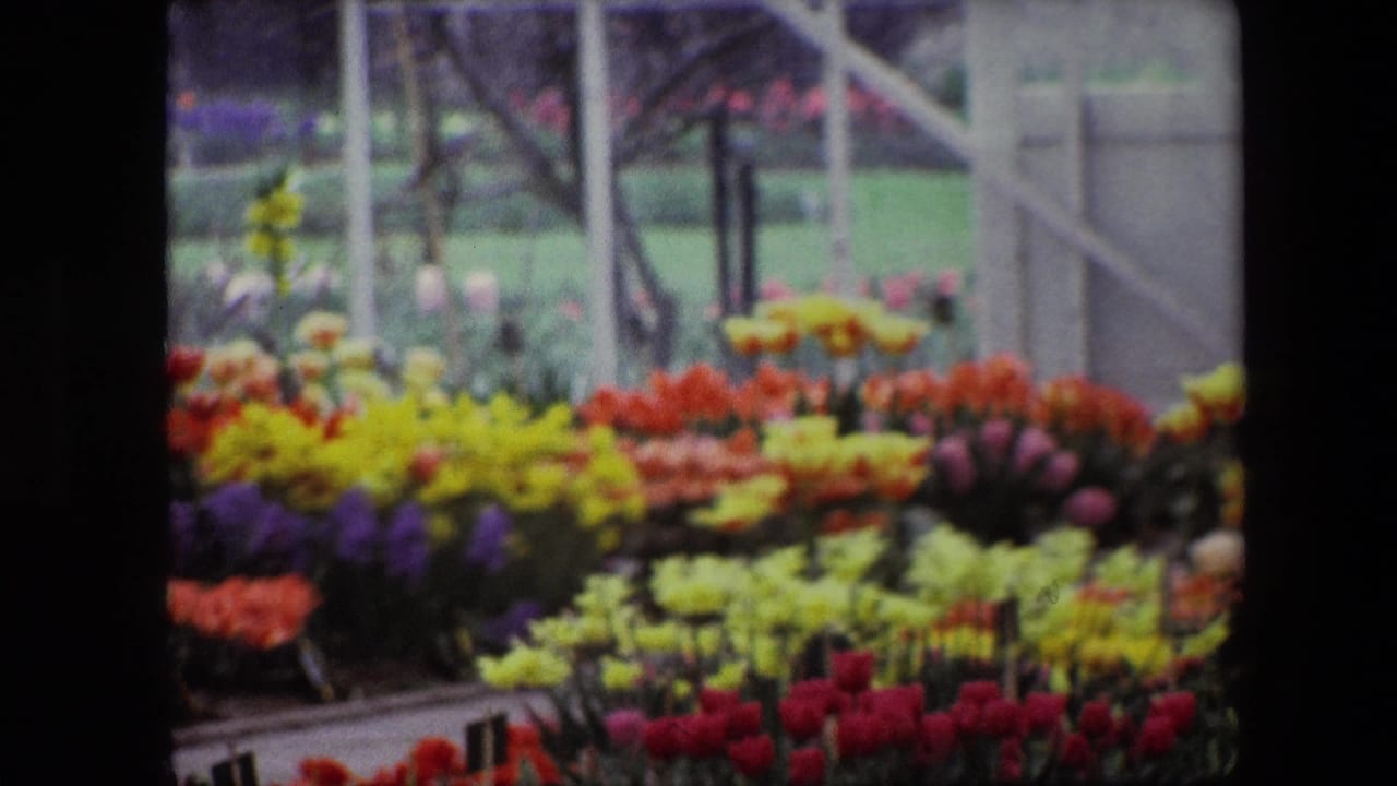 1967 Brussels home-movie frame showing bright tulip beds in red, yellow, orange, and purple with a pale garden structure behind them.