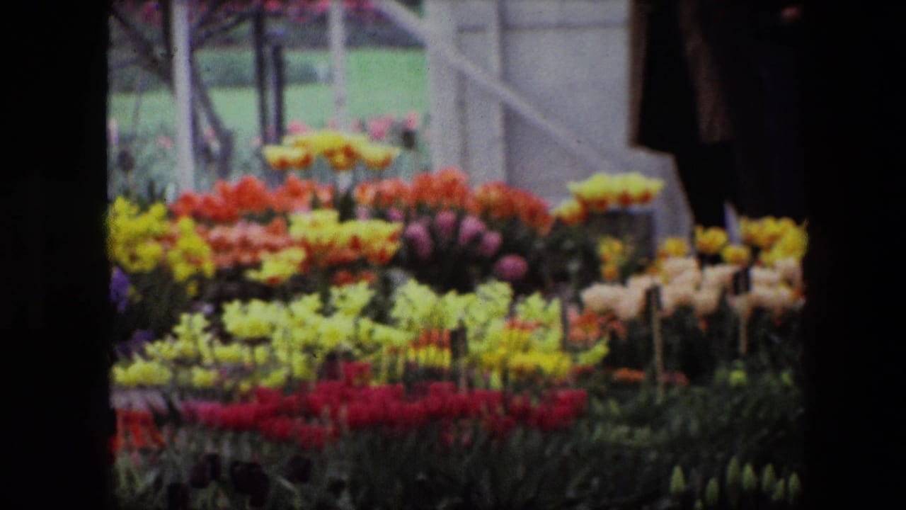 1967 Brussels frame with dense rows of blooming tulips in multiple colors, backed by a lawn and light-colored garden framework.